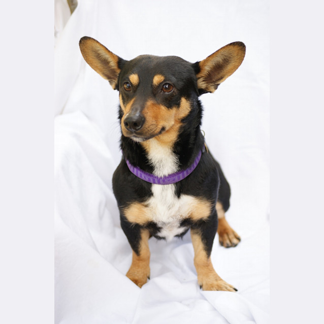 Photo of Turbo