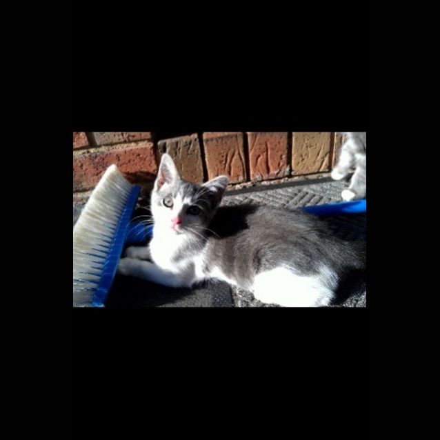 Photo of Willow