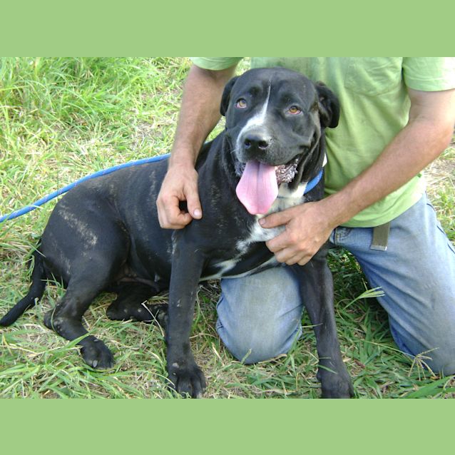 Photo of Bobby *Adoption Pending*