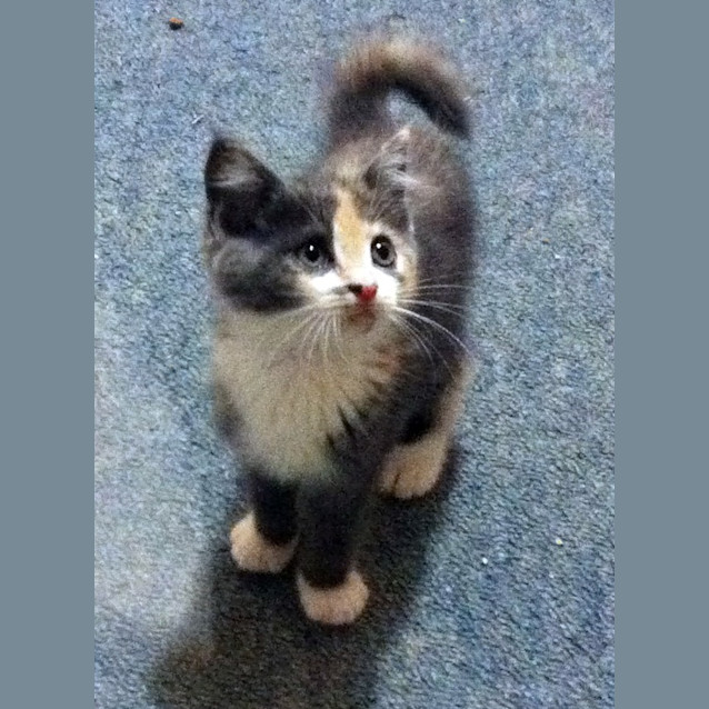 Photo of Cookie   Adoption Pending!