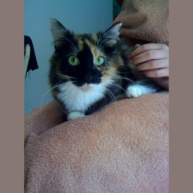 Photo of Missy *Adoption Pending*