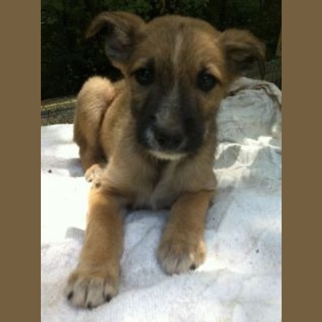 Photo of Ernie (Adoption Pending)