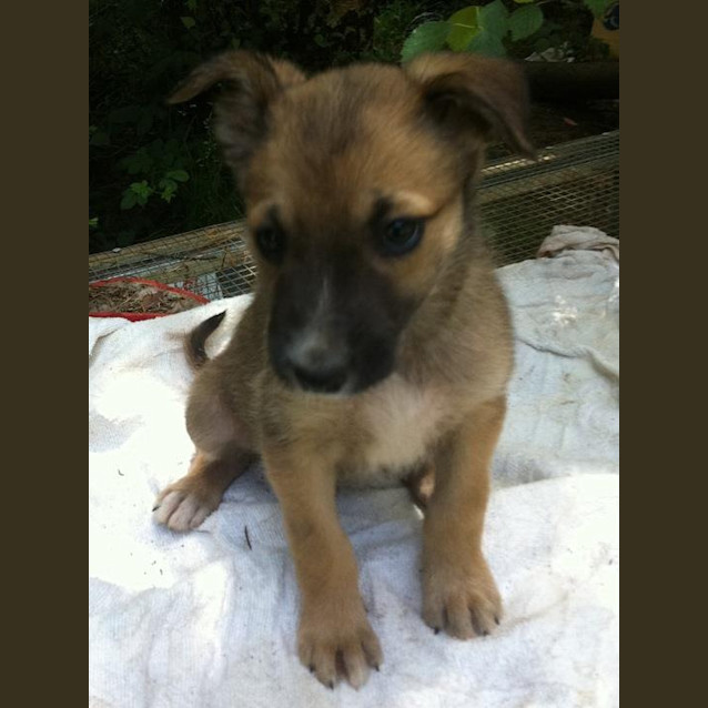 Photo of Errol (Adoption Pending)