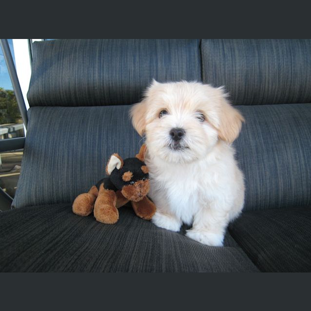 Photo of Red (Incl Large Puppy Pack)