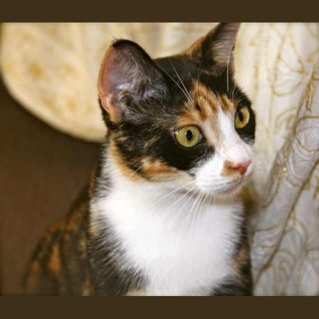 Photo of Alice