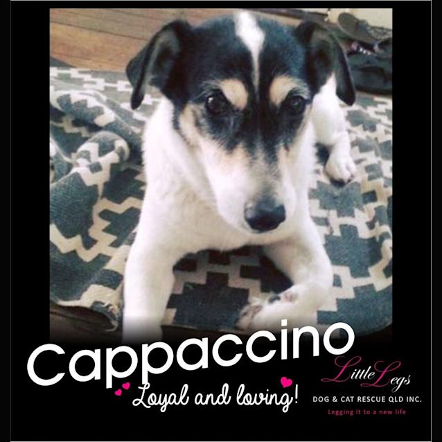 Photo of Cappuccino