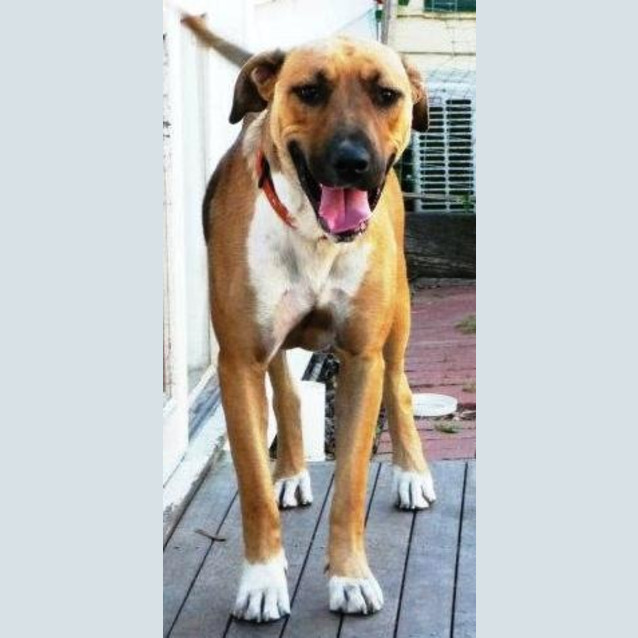 Photo of Id:A0415 Missy (Aka Tiny)