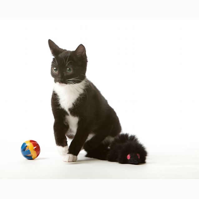 Photo of Mittens