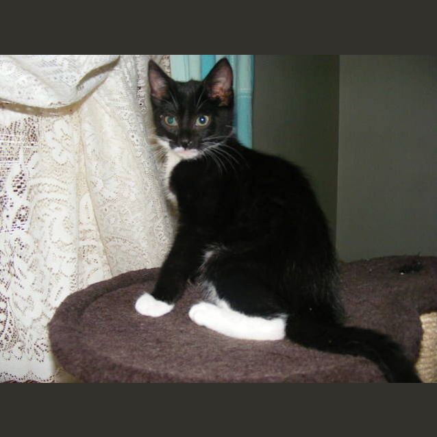 Photo of Mittens