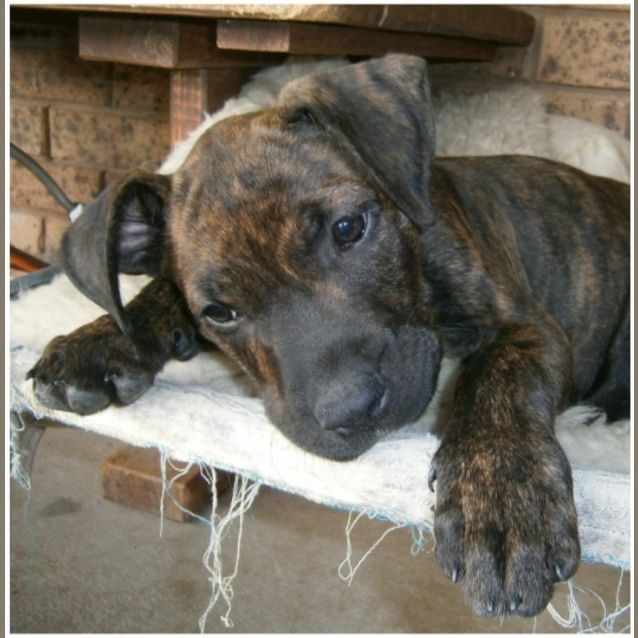 Photo of Slade **Adoption In Progress**