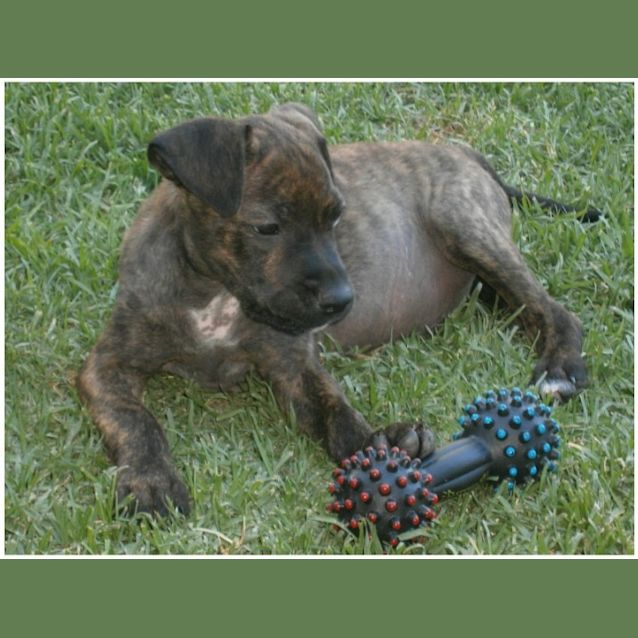 Photo of Slade **Adoption In Progress**