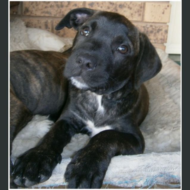 Photo of Sarina **Adoption In Progress**