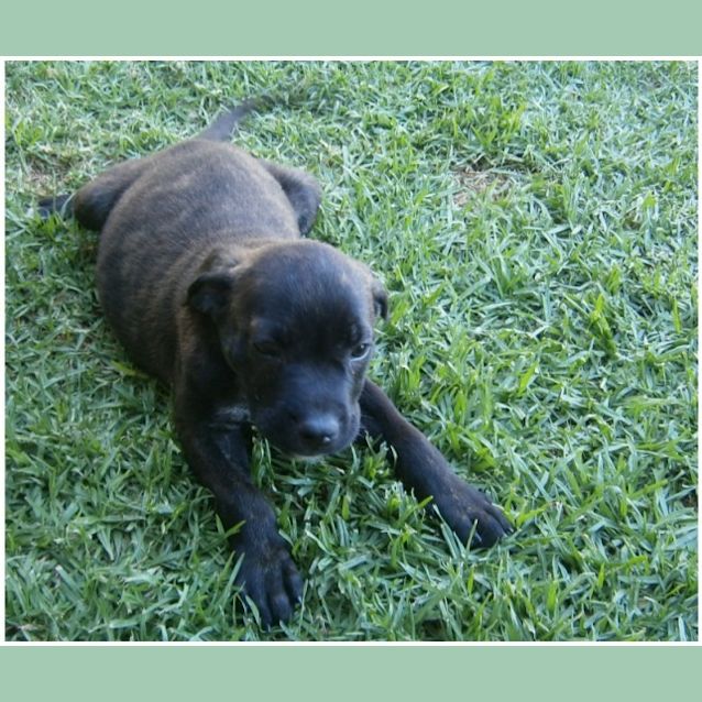 Photo of Sarina **Adoption In Progress**