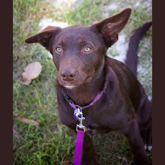 Photo of Ella ~Border Collie X Kelpie Pup (On Trial 13/5/17