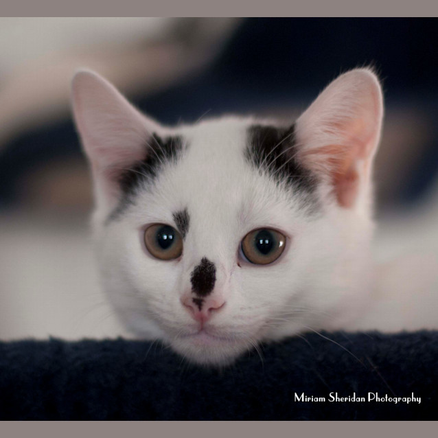 Photo of Pearl (Hc080) *Adoption Pending*