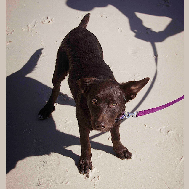 Photo of Ella ~Border Collie X Kelpie Pup (On Trial 13/5/17