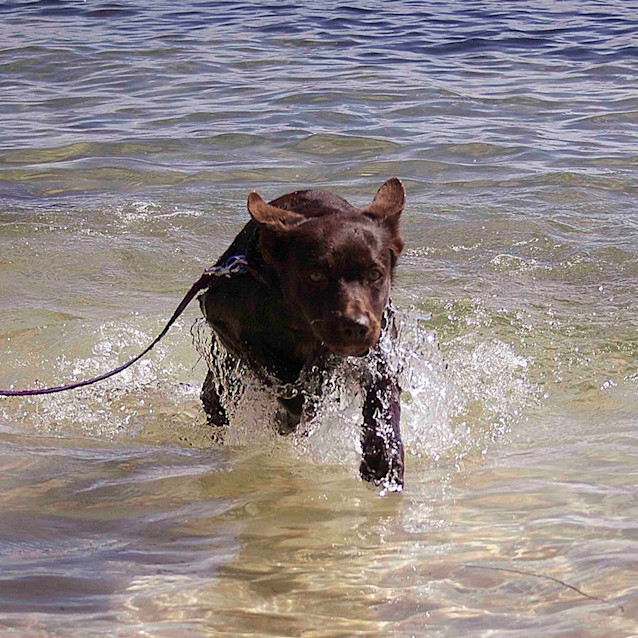 Photo of Ella ~Border Collie X Kelpie Pup (On Trial 13/5/17