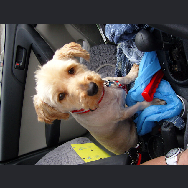 Photo of Bobo   Please Give A Chance!!!