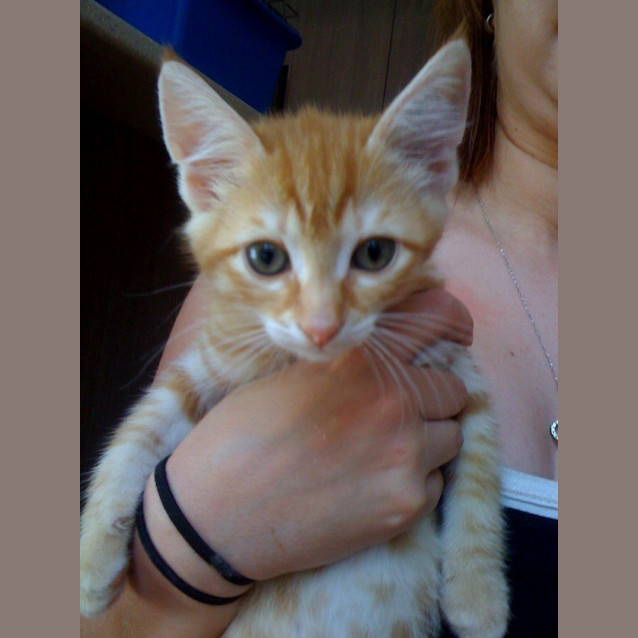 Photo of Monkey *Adoption Pending*