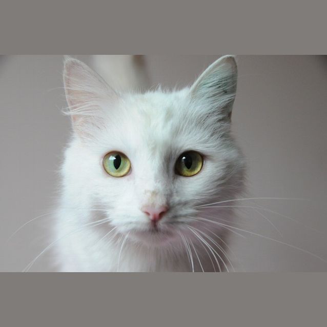 Photo of Bella The Love Cat
