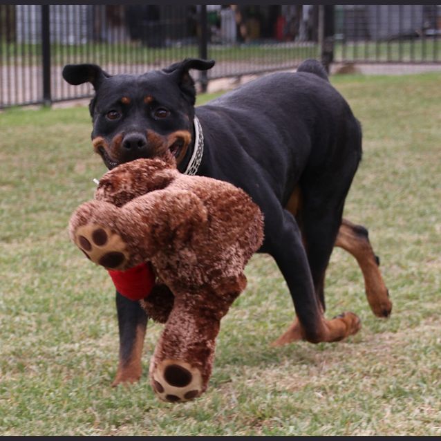 Photo of Jewel ** A Pure Bred Rottweiller **