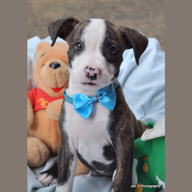 Photo of Tango   The Adorable Puppy!