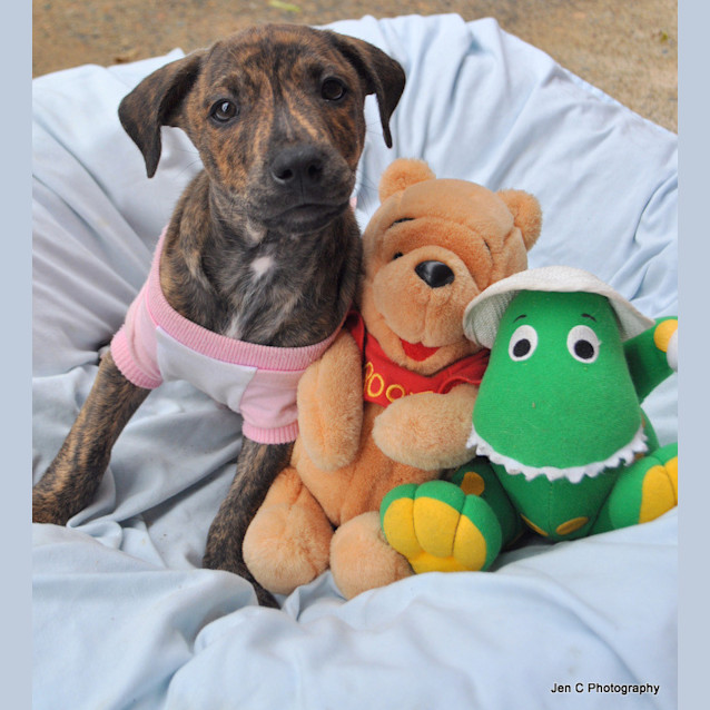 Photo of Bravo   The Relaxed Puppy!