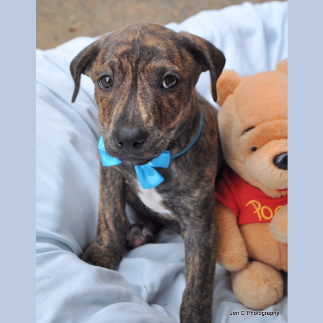 Photo of Bravo   The Relaxed Puppy!