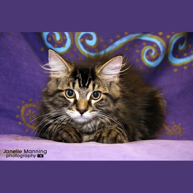 Photo of Blitzen