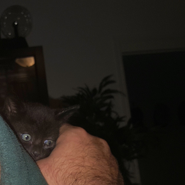 Photo of Bagheera 