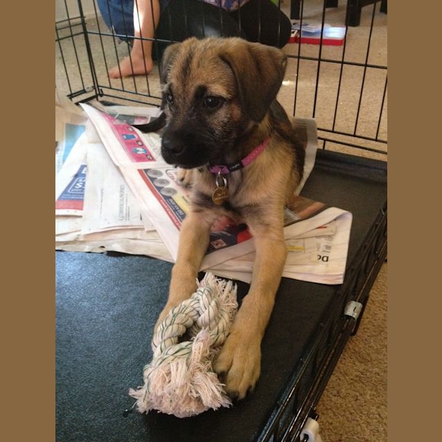 Photo of Daisy (Hd111) *Adoption Pending*