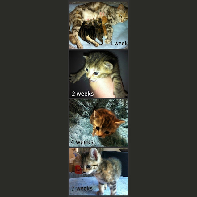 Photo of Clover   On Trial In Her New Home!