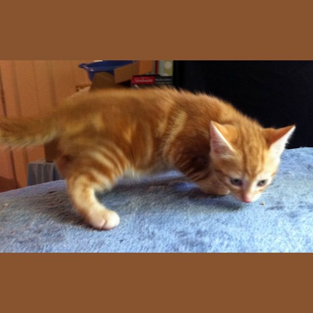 Photo of Huckleberry   On Trial In His New Home!