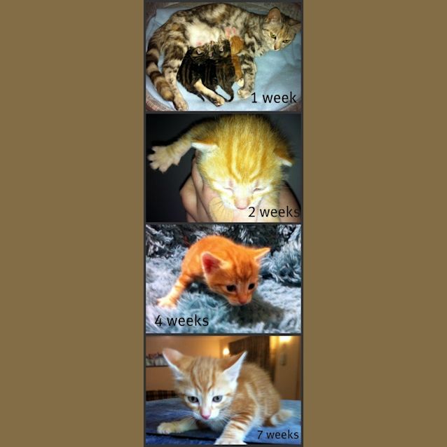 Photo of Huckleberry   On Trial In His New Home!