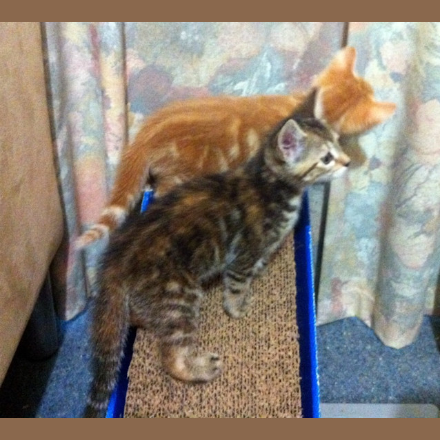 Photo of Clover   On Trial In Her New Home!