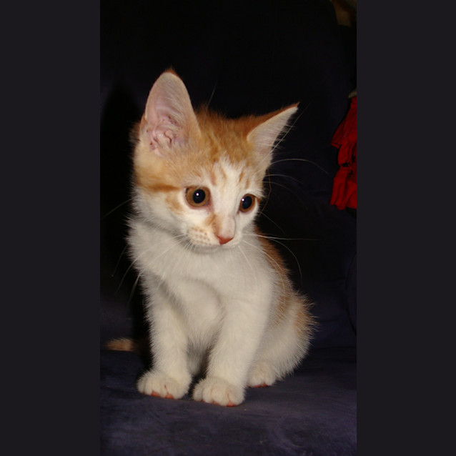 Photo of Leila