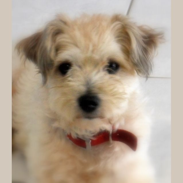 Photo of Bailey