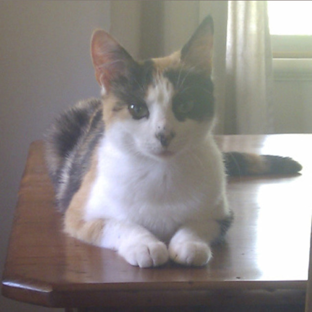 Photo of Ginger