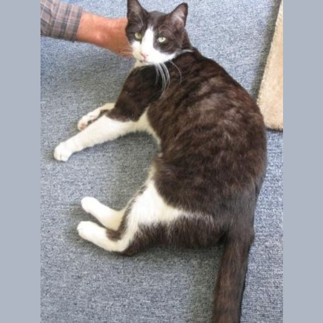 Photo of Dexter   Adoption Pending :)