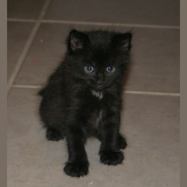 Photo of Jagger Hc085 *Adoption Pending*