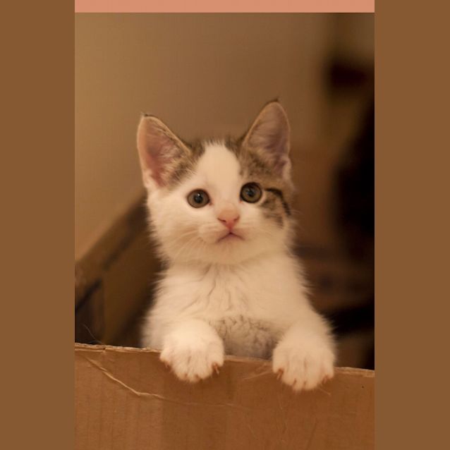 Photo of Pirate Hc087