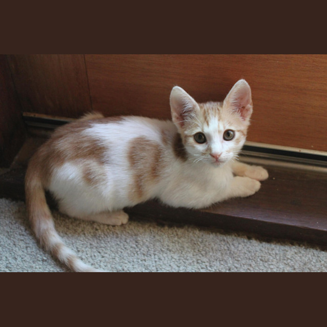 Photo of Pennie Hc075 *Adoption Pending*