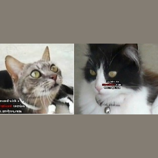 Photo of Kitty, Tink, Molly