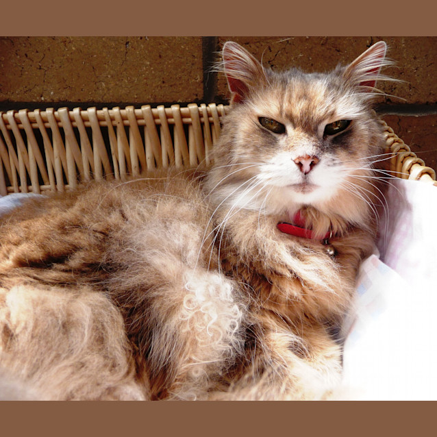 Photo of Kitty, Tink, Molly