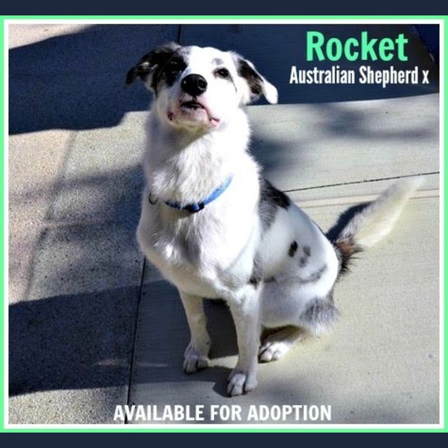 Photo of Rocket ~ Australian Shepherd X (On Trial 10/5/17)