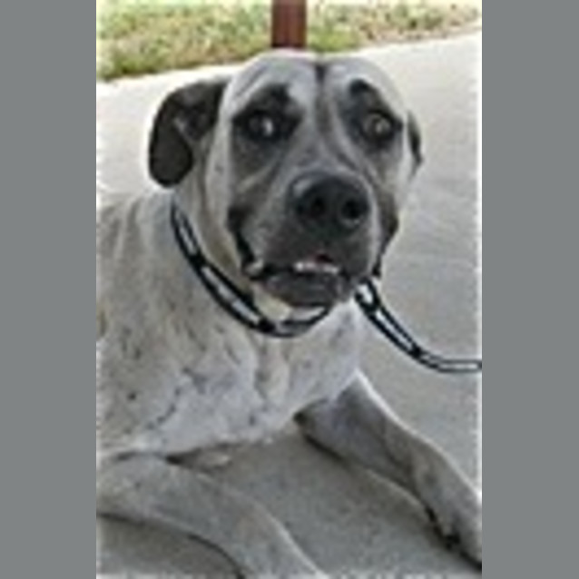 Photo of Urgent Foster Care   Terrified, Placid And Soft