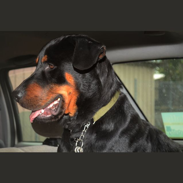 Photo of Archie  I Have A Big Heart!!!!!