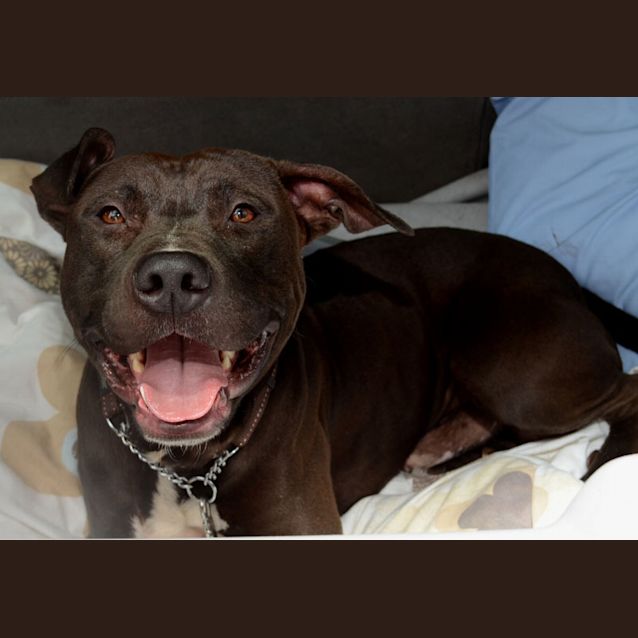 Photo of Sebastian   Such A Good Placid Boy!!!