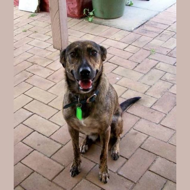 Photo of Ella   A Great Family Dog  Loves Children And Dogs