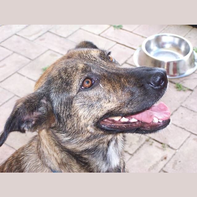 Photo of Ella   A Great Family Dog  Loves Children And Dogs